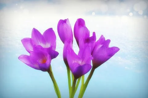 Crocus, saffron background snow, spring landscape Stock-Fotos