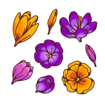 Crocus saffron flower bud spring primroses set outline sketch illustration Stock Illustration