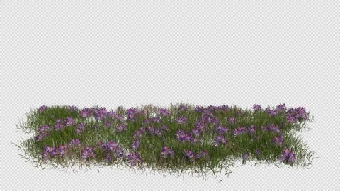 Crocus Sativus Field blowing in the wind Loop Animation. Alpha Channel Stock Footage 308613249