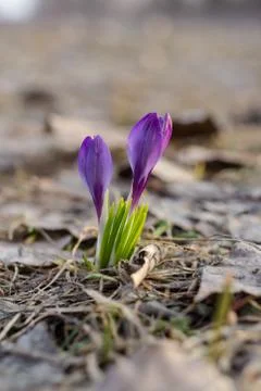 Crocus sativus Foto stock