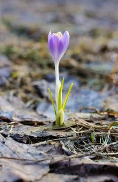 Crocus sativus Stock Photos