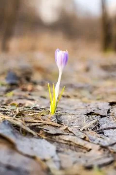 Crocus sativus Foto stock