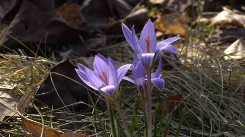 Crocus sativus saffron early spring ephemeral plant with flowers Stock Footage 126641601