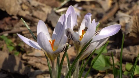 Crocus sativus saffron spring primrose with white and purple flowers Stock Footage 126641695
