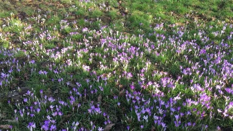 Crocus sativus,flowers on a green in spring time Stock Footage 176824876