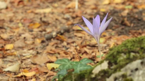 Crocus. Selection from three plots. Stock Footage 941149