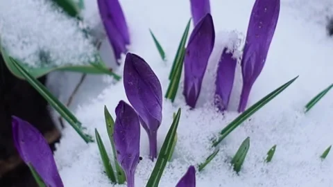 Crocus in snow Stock Footage 237238514