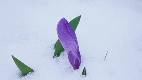 Crocus in snow Stock Footage 237238603