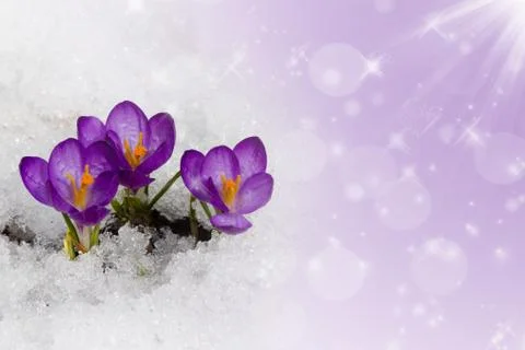 Crocus in the snow Stock Photos