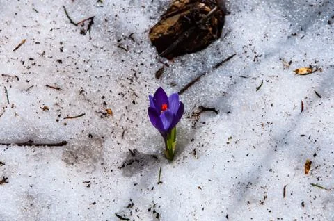 Crocus from the snow Stock Photos