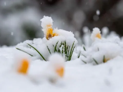 Crocus in the snow Foto stock