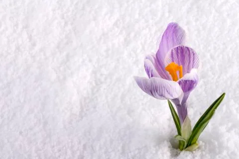 Crocus in snow striped Stock Photos