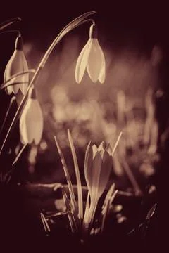 Crocus - Snowdrop Foto stock