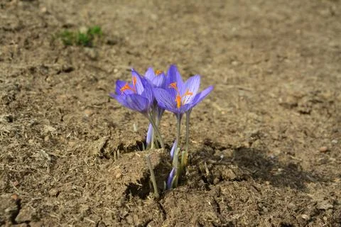 Crocus speciosus Stock Photos