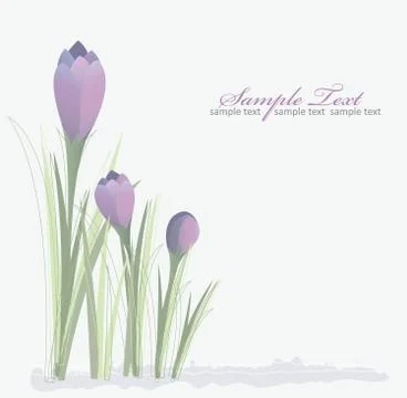 Crocus spring floral background Stock Illustration