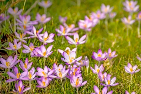 Crocus, spring flower in Germany Stock Photos