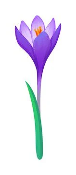 Crocus spring flower Stock Illustration