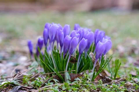 Crocus spring flowers close-up move colorful Stock-Fotos