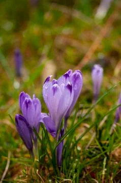 Crocus spring flowers on field grass, blooming Stock Photos