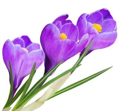 Crocus Spring Flowers Stock Photos