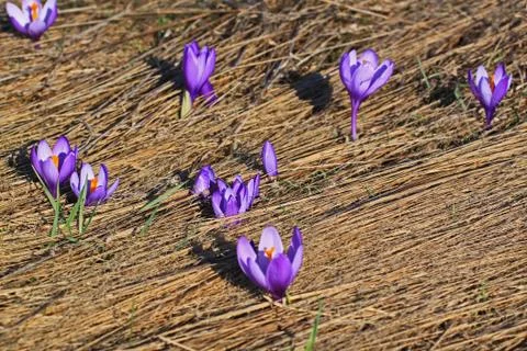 Crocus Spring Flowers Stock Photos