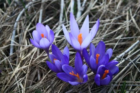 Crocus Spring Flowers Stock Photos