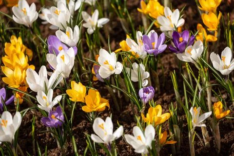 Crocus spring flowers Stock Photos