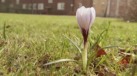 Crocus in spring Stock Footage 11339177