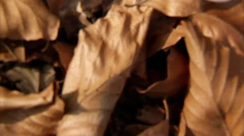 Crocus in spring Stock Footage 11339258