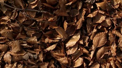 Crocus in spring Stock Footage 11339260