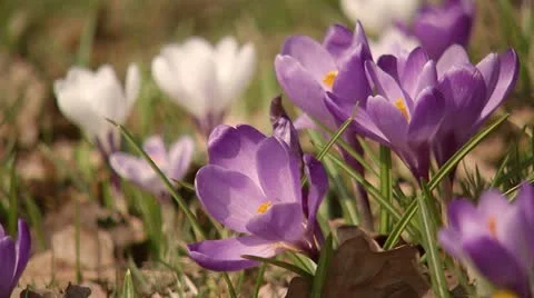 Crocus in spring Stock Footage 11339290