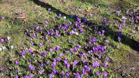 Crocus in spring Stock Footage 194344849