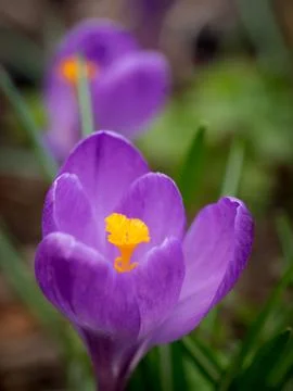 Crocus in spring garden Stock Photos