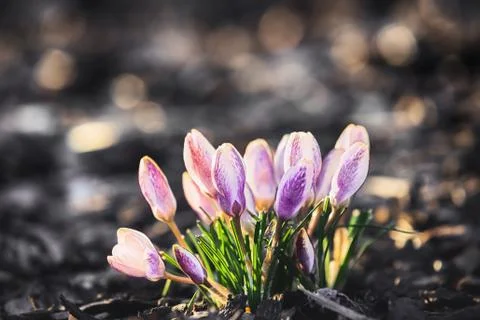 Crocus in the spring garden Foto stock