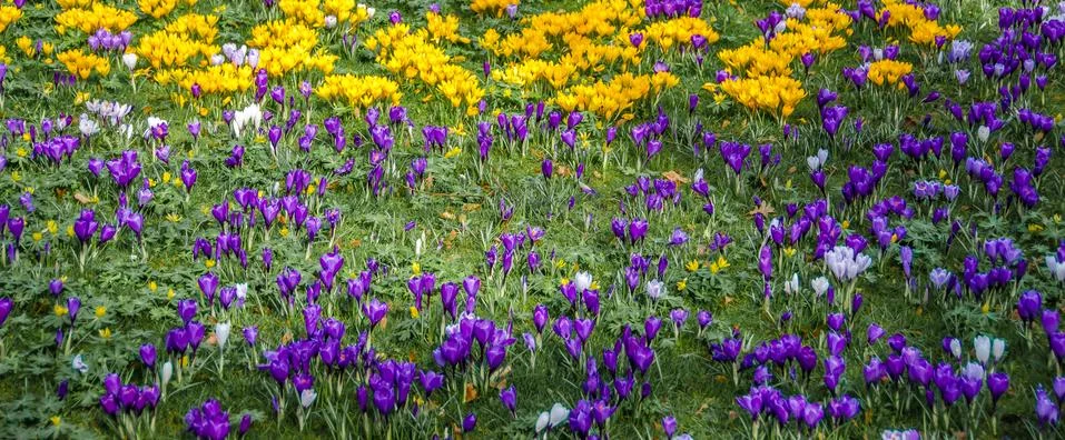 Crocus in the spring Foto stock