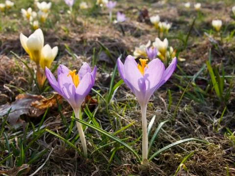 Crocus, spring scene Stock Photos