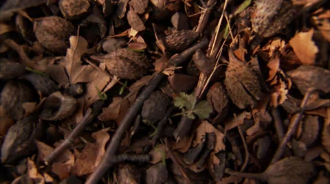 Crocus in spring, Sweden. Stock Footage 51829933