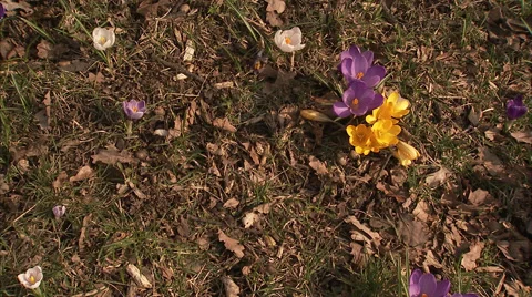 Crocus in spring, Sweden. Stock Footage 51830022
