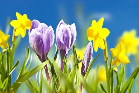 Crocus in the springime Stock Photos
