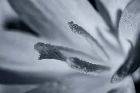 Crocus - stamens - macro Stock Photos