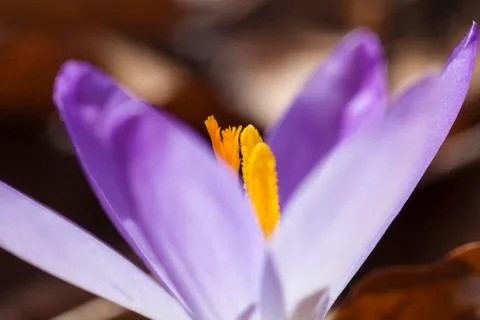 Crocus - stamens Stock Photos