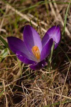 Crocus stretches towards the sun Stock Photos