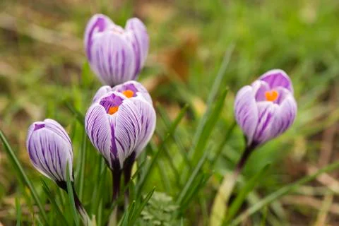 Crocus with stripes Stock Photos