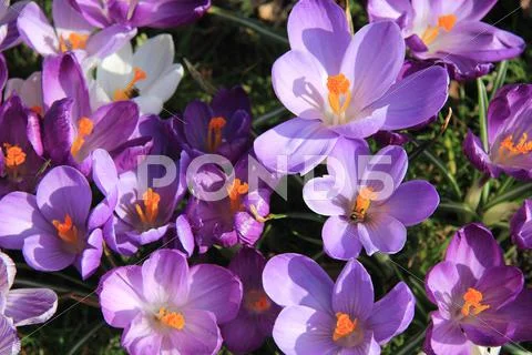 Crocus in sunlight Stock Photos