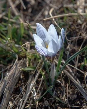 Crocus tauricus flower in spring Stock Photos