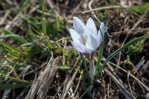 Crocus tauricus flower in spring Foto stock