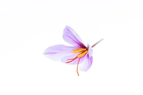 Crocus with three saffron stamens close up on white background. Place for tex Stock Photos