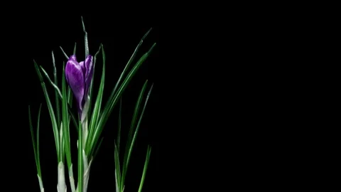 Crocus Time-lapse Stock Footage 273835854