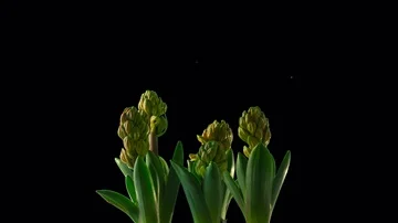 Crocus timelapse growing alpha Видео 85765048