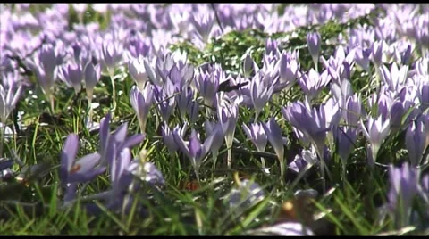 Crocus Tommasianus 스톡 동영상 35594913